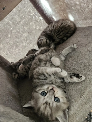 britisch kurzhaar tabby mit rot Bild 4