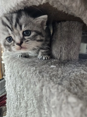 britisch kurzhaar tabby mit rot Bild 3