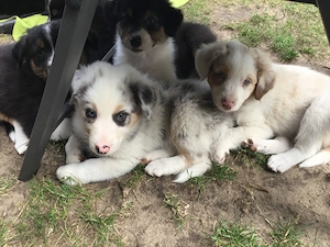 Australian Shepherd Jungtiere suchen ein Zuhause 