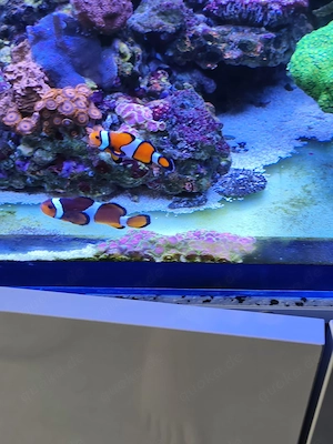 Meerwasser Inhalt Korallen dann Fische oder alles