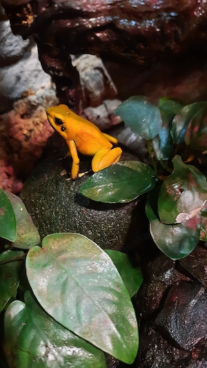 Phyllobates terribilis Pfeilgiftfrosch Zucht Gruppe abzugeben  Bild 2
