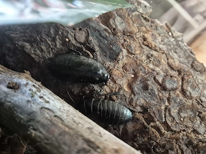 Madagaskar-Fauchschaben   Gromphadorhina portentosa   eigene Nachzucht Bild 2