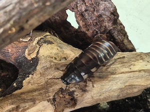 Madagaskar-Fauchschaben   Gromphadorhina portentosa   eigene Nachzucht