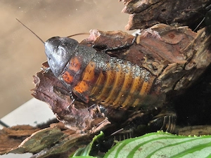 Madagaskar-Fauchschaben   Gromphadorhina portentosa   eigene Nachzucht Bild 3