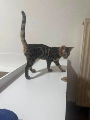 Bengalkitten   Junge  Bild 2