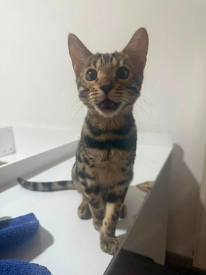 Bengalkitten   Junge 