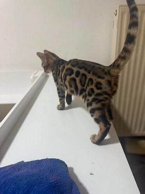 Bengalkitten   Junge  Bild 3