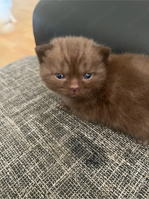 5 süße Kitten suchen später ein liebevolles Zuhause. Bild 3