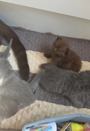 5 süße Kitten suchen später ein liebevolles Zuhause.