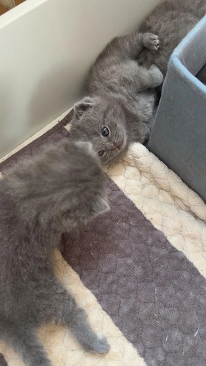 5 süße Kitten suchen später ein liebevolles Zuhause. Bild 5