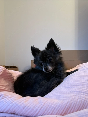 Pomchi Rüde