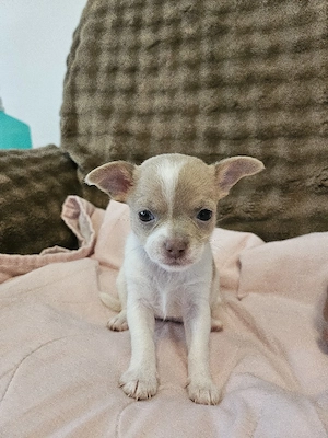 chihuahua welpen 