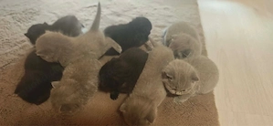 Katzenbaby 