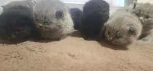 Baby katzen   
