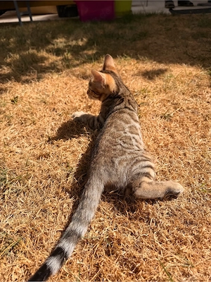 Bengal-Mix Weibchen   wunderschöne, liebevolle Katze