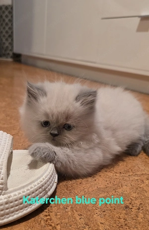 Colourpoint Perser Kitten mit Nase  geimpft & gechipt 