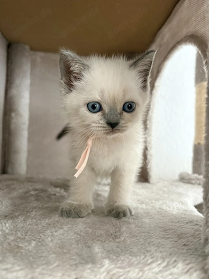 Britisch Kurhaar 2 Katzen & 2 Kater 
