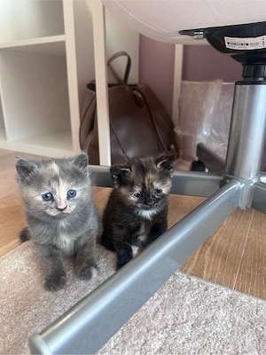 Britische Kurzhaar Mix Katze 
