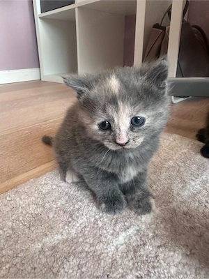 Britische Kurzhaar Mix Katze 