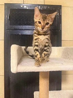 Bengal Kitten    Mädel