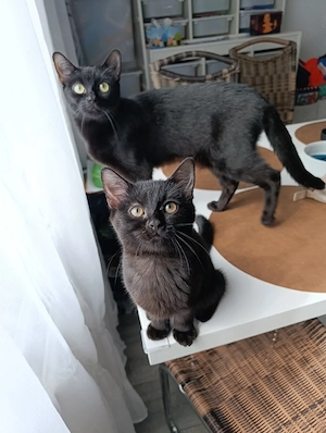 katzenbabys