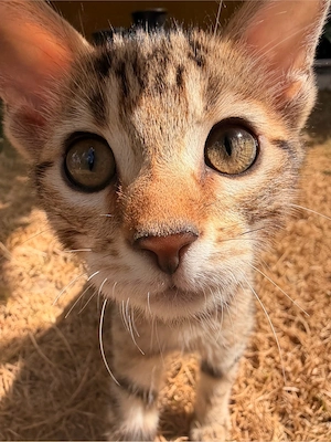 Bengal-Mix Weibchen   wunderschöne, liebevolle Katze
