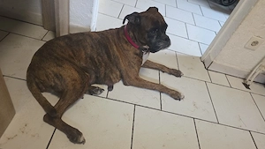  Reinrassige Boxerwelpen   Wurf vom 18.07.2026   Abgabe ab Mitte September  Bild 9