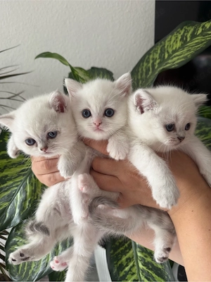 # Britische Kätzchen Silver Chinchilla mit eisblauen Augen      Bild 1