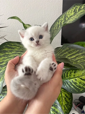 # Britische Kätzchen Silver Chinchilla mit eisblauen Augen      Bild 3