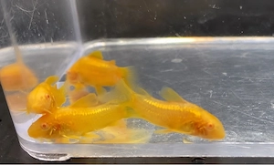 10x CW10 Albino Gold Stripe Panzerwelse