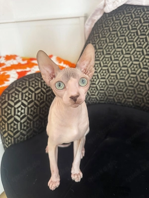 Sphynx-Kätzchen