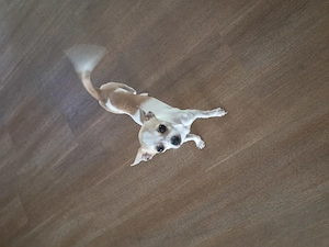 Chihuahua Rüde abzugeben