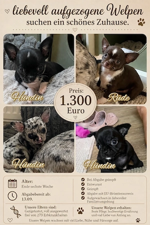 Kleine Pfoten grosses Glück  Reinrassige Chihuahua Welpen