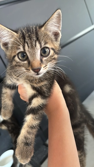 Süße Katzenbabys Britisch Kurzhaar Mischling  Bild 4