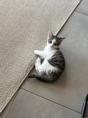 Süße Katzenbabys Britisch Kurzhaar Mischling  Bild 6
