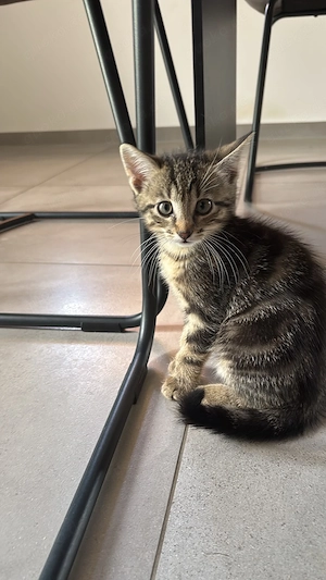Süße Katzenbabys Britisch Kurzhaar Mischling  Bild 2