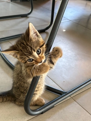 Süße Katzenbabys Britisch Kurzhaar Mischling  Bild 8