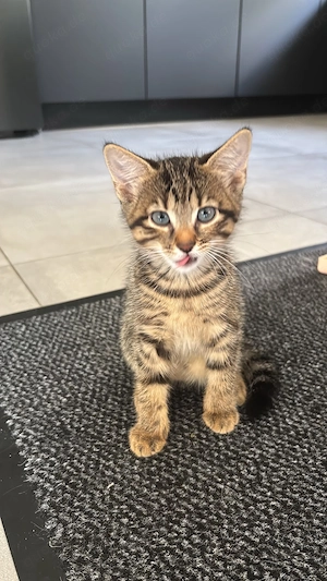 Süße Katzenbabys Britisch Kurzhaar Mischling  Bild 7