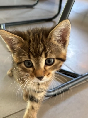 Süße Katzenbabys Britisch Kurzhaar Mischling  Bild 3