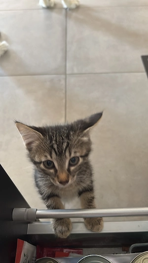 Süße Katzenbabys Britisch Kurzhaar Mischling  Bild 5
