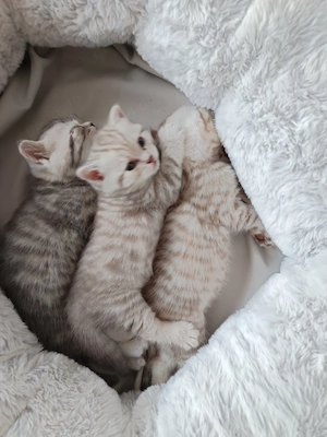 BKH - Kitten ( Abgabe Mitte September)