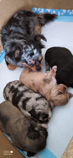 Reinrassige langhaar Chihuahua Babys abzugeben, sehr seltene Farben - Jetzt vor reservieren 