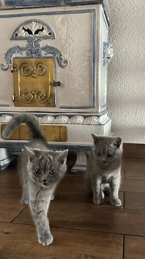 BKH Kitten