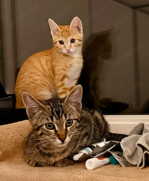 2 Kater abzugeben