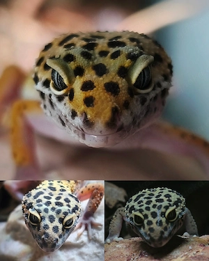 Leopardgecko Weibchen 0.1 Tangerine