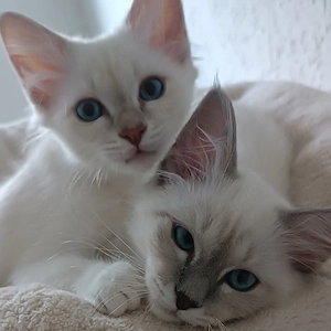 Reinrassige Heilige Birma Kitten