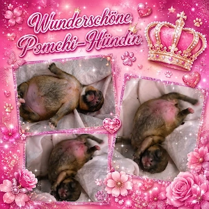 1 Wunderschöner Pomchi Welpe