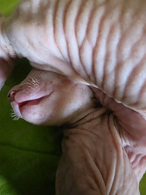 Sphynx, schnurrhaare und Stammbaum 