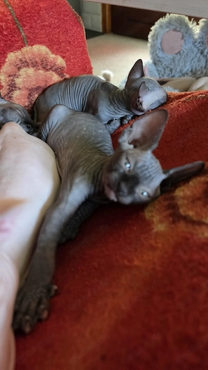 Sphynx, schnurrhaare und Stammbaum 