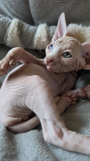 Sphynx ,schnurrhaare, Stammbaum 